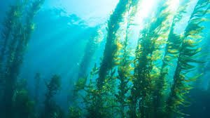 Kalcij za zdrave kosti