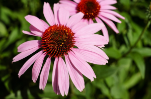 Kako jemati ameriški slamnik Kako jemati ameriški slamnik