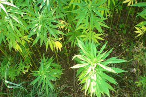 Prednosti uživanja konopljinega olja Prednosti uživanja konopljinega olja