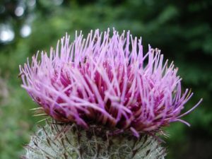 pegasti badelj uporaba
